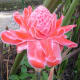 Torch Ginger, Red Ginger Lily or Philippine Waxflower
