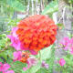 7 layers Zinnia Elegans