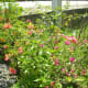 Bougainvilleas