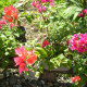 Bougainvilleas