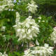 White Mussaenda or Dona Aurora