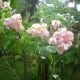 Pink Mussaenda or Dona Aurora with bananas and coconuts at the back.