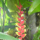 Birds of Paradise