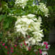 White Mussaenda or Dona Aurora, Bougainvillea and Zinnia