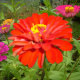 Zinnia Elegans