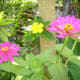 Pink Zinnias