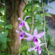 Dendrobium Orchid