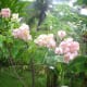 Pink Mussaenda or Dona Aurora with bananas and coconuts at the back.