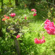 Bougainvilleas