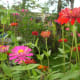 Zinnia Elegans