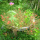 Portulaca grandiflora with Zinnia Elegans and Pepper plant