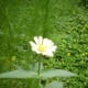 Zinnia Elegans