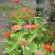Zinnia Elegans