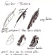 Feather Texture