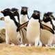 Southern Rockhopper