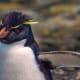 Western Rockhopper