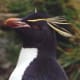 Eastern Rockhopper