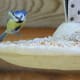 hypertufa-easy-diy-project-decorative-hanging-bird-feeder