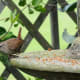 hypertufa-easy-diy-project-decorative-hanging-bird-feeder