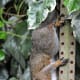 hypertufa-easy-diy-project-decorative-hanging-bird-feeder