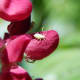 Aphid on Lupine flower