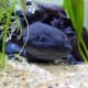 Melanoid axolotl