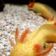 Golden albino axolotl