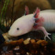 Leucistic axolotl