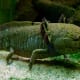 Wild type axolotl