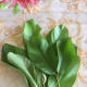 Guava leaves for making tea.