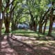 A beautiful grove of trees