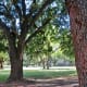 So many beautiful trees!