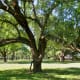 Beautiful trees in Carolyn H Wolff Park