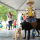 One of the winning entries at the dog costume contest