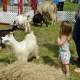Petting zoo