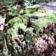 Moss growing on a tree stump