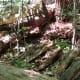 Decaying wood in the park