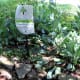 Butterfly garden in the park