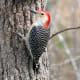 Red-bellied Woodpecker