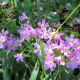 Oxalis