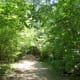 Pathways in the park