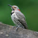 Northern Flicker Woodpecker