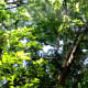 Beautiful forested area