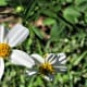 west-11th-street-park-in-houston-wilderness-in-the-city
