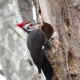 Pileated Woodpecker