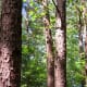 west-11th-street-park-in-houston-wilderness-in-the-city