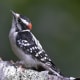 Downy Woodpecker