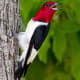 Red-headed Woodpecker