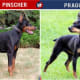Doberman vs Prazsky Krysarik OR Doberman vs Prague Ratter