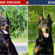 Doberman Vs Beauceron